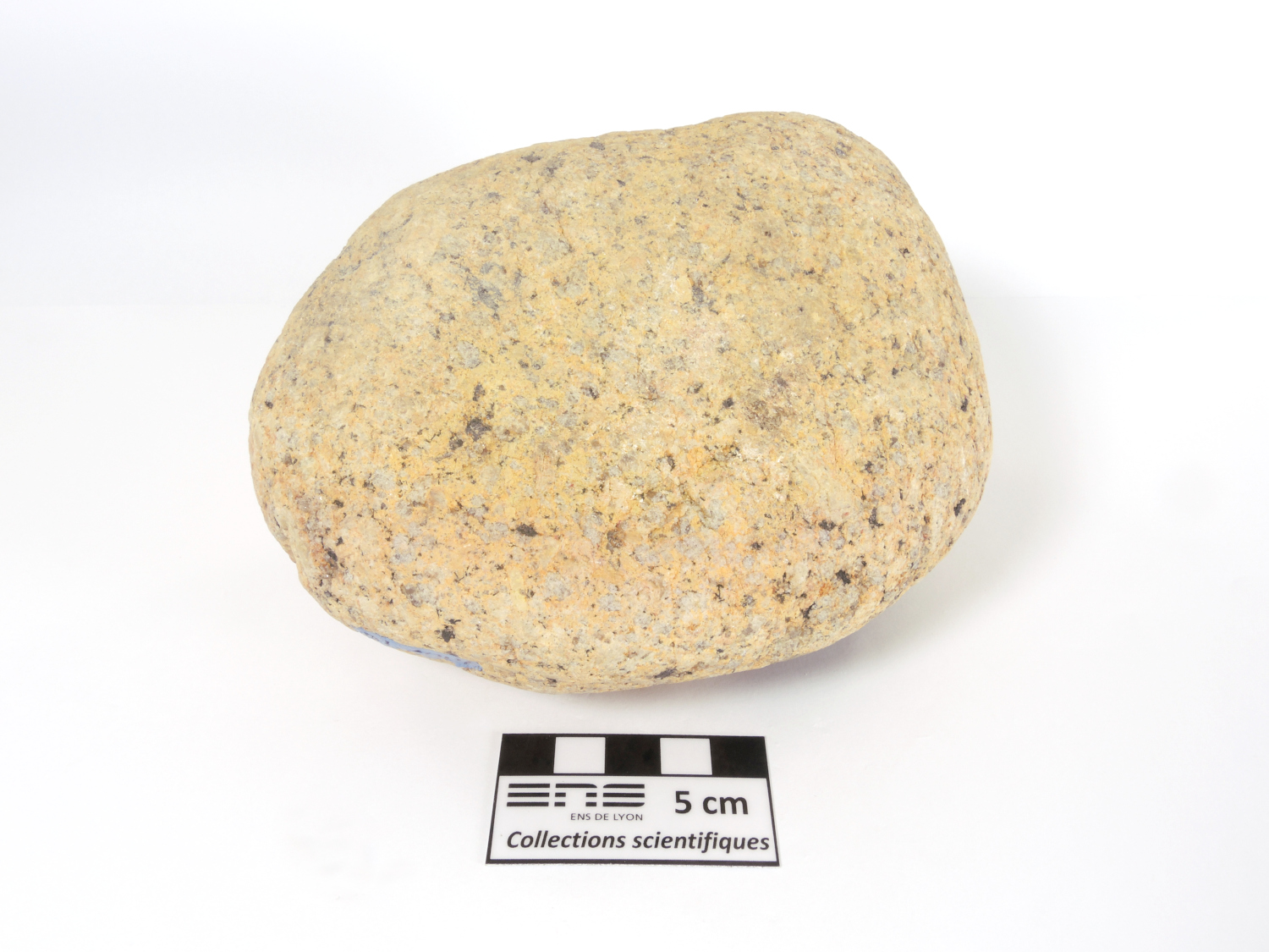 Granite à enclave de cornéenne à andalousite Granite de Ploumanac’h et enclave gréso-pélitique Massif armoricain Ile Milliau Trébeurden 